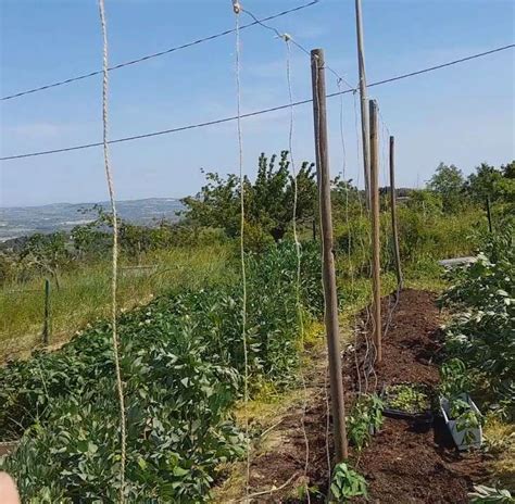 Come Legare I Pomodori Con Il Filo Un Orso In Campagna