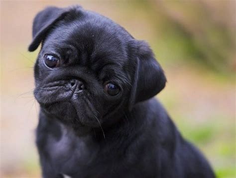 448 best Black Pug Puppies images on Pinterest | Black pug puppies, Black pug puppy and Baby pugs