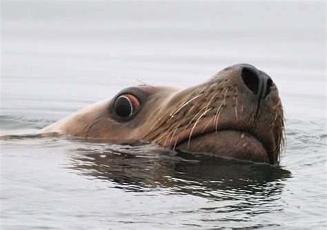 Photos – The Wild Alaskan Lodge