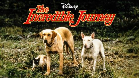 Watch The Incredible Journey 1963 Full Movie Online Free Cinefox