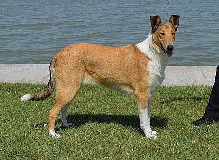 Smooth Collie - Wikipedia