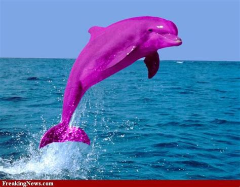 Pink Dolphin Pink And Purple Picture Wallpaper