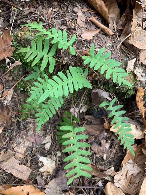 Delicate Fern Moss – Middle Way Nature Reserve