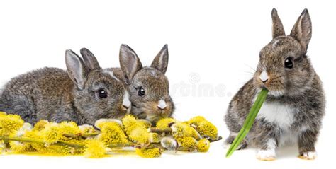 Spring Flowering Buds Pussy Willow Stock Photo Image Of Detail