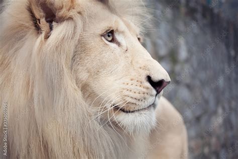 African Albino Lion Stock Photo | Adobe Stock