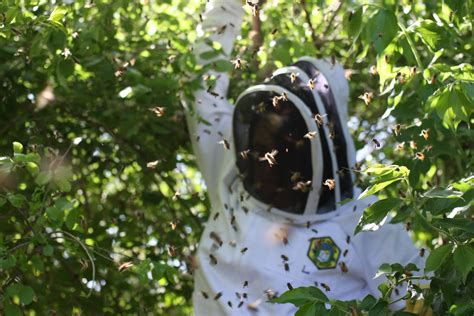Bees! They May Be Your New Neighbors, But Don't Panic | WAMU