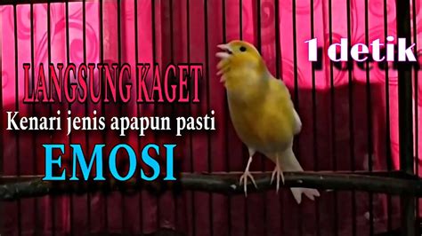 Suara Burung Kenari Gacor Panjang Ngerol Tajam Paling Manjur Untuk