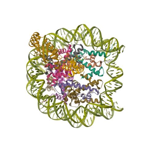 Rcsb Pdb 8u14 Cryo Em Structure Of The Human Nucleosome Core