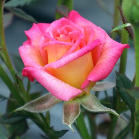 Rosa Hot Tamale Own Root Potted 9cm Rose Farm Canada
