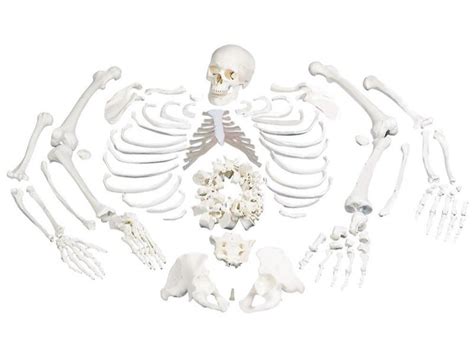 Artsy Disarticulated Skeleton Model Loose Bone Set At Rs