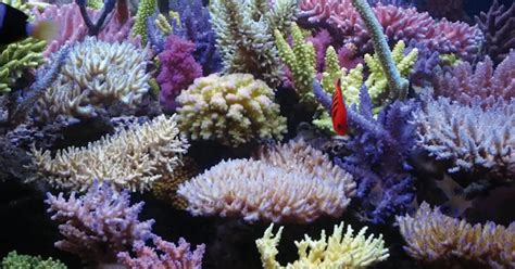 reef tank full  colour practical fishkeeping