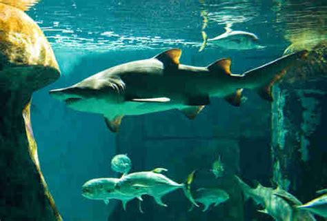 Swimming With Sharks at the London Aquarium Is Easy - Thrillist