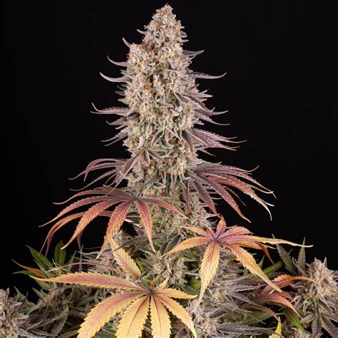 Sour Strawberry Weed Strain Samen Barneys Farm