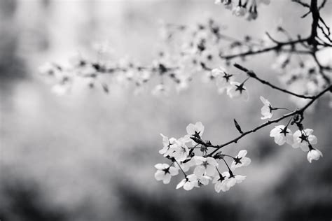 kostenlose foto baum ast bluhen winter schwarz und weiss pflanze