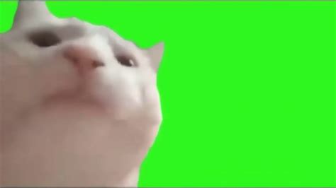 Cat Bobbing Head 4k Ai Upscaled Green Screen Youtube