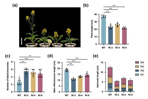 Plants Free Full Text The Chromatin Remodeling Factor Brchr