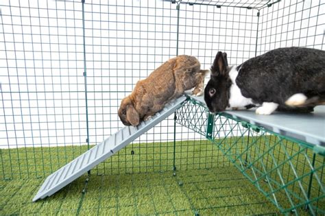 How To Use Platforms With Your Rabbits Omlet Blog Us