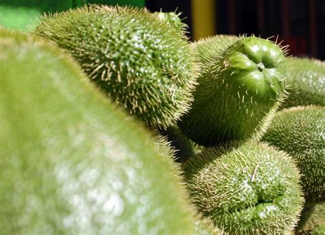 Chayote Propiedades