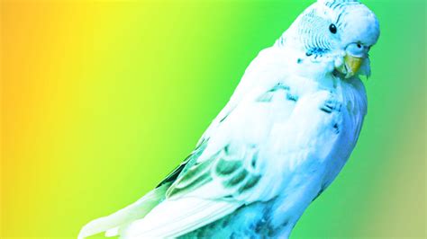 Download free Parrot Rainbow Background Wallpaper - MrWallpaper.com