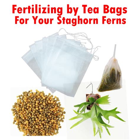 Tea Bags Style Slow Release Fertilizer Best Use For Staghorn Ferns