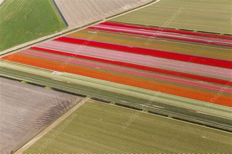 Aerial view of tulip fields - Stock Image - F021/2644 - Science Photo Library