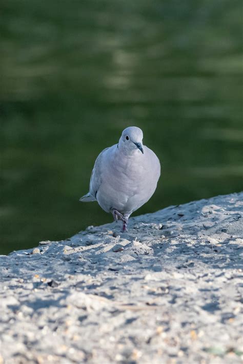 White Dove Photos, Download The BEST Free White Dove Stock Photos & HD ...