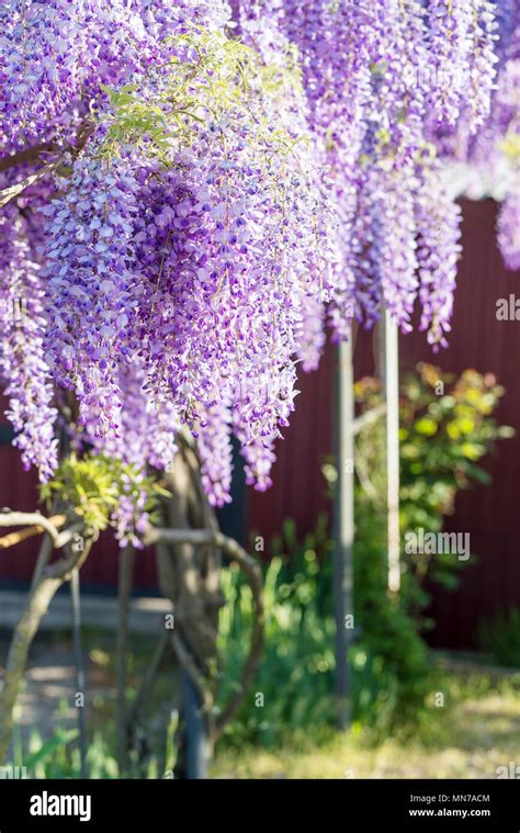 Wisteria Lane In Park Chinese Wisteria Blossom On Garden Background