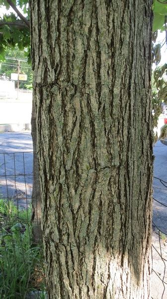 catalpa bark polk county – juliecache.com