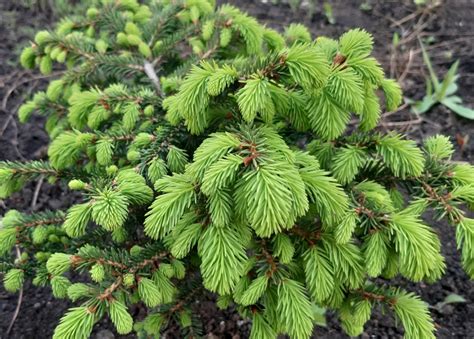 Ель Нидиформис (Picea abies Nidiformis) | отзывы