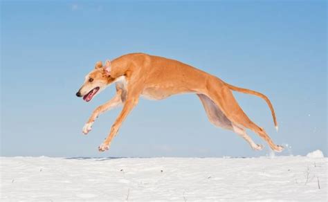 Le Greyhound Ou L Vrier Anglais