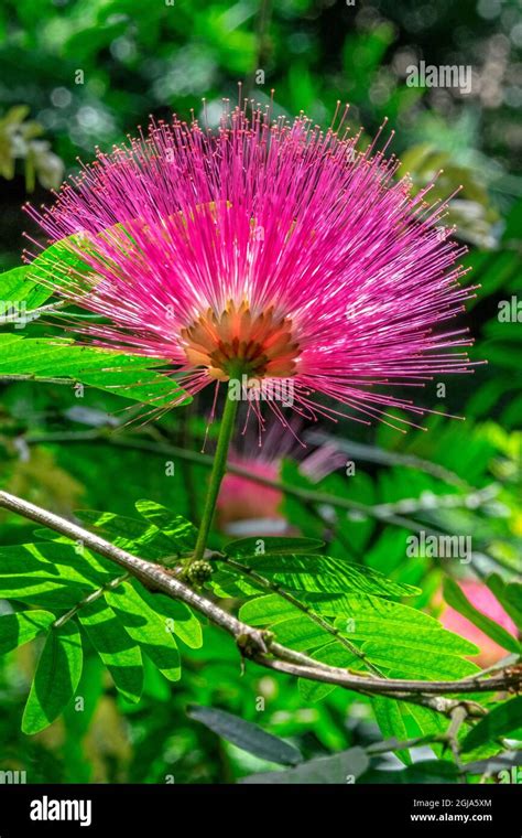 Powder Puff Plant Stock Photo Alamy