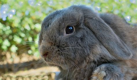 Quelle Maison Pour Lapin Nain Jardiland