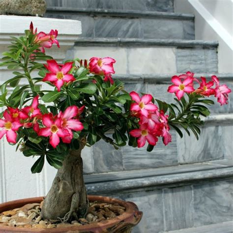 ADENIUM OPASŁE Róża Pustyni Adenium Obesum Nasiona Cena Opinie