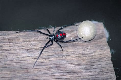 Black Widow Spider Information Arachnids Geography Scout