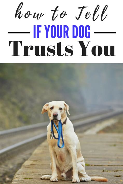 How To Tell If Your Dog Trusts You Dogs Trust Dog Care Tips Dog