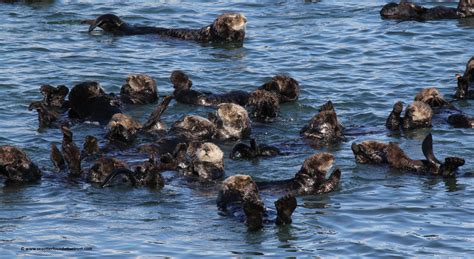 Sea Otter Foundation & Trust – Ensuring the survival of sea otters in ...