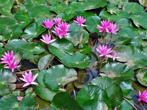 Free Picture Flora Flower Lotus Nature Garden Summer Waterlily Leaf