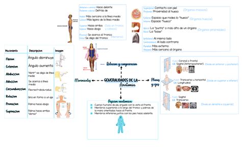 Mapas Res Menes Control Generalidades De La Anatomia Posicion