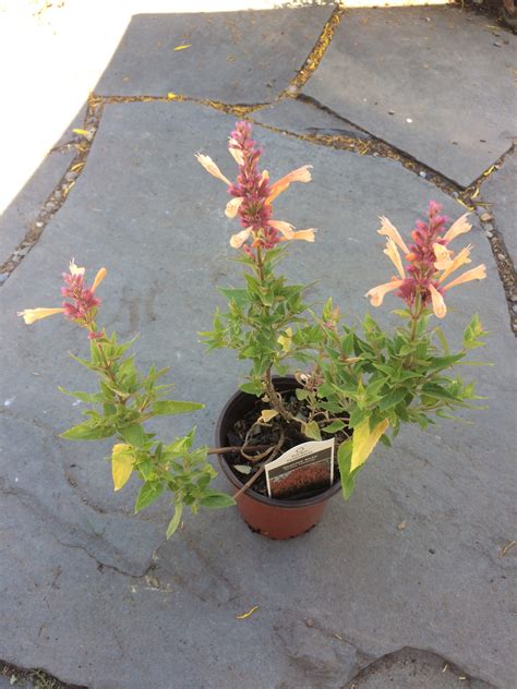Agastache x ‘Peachie Keen’- Anise Hyssop (Non-Native Temperennial