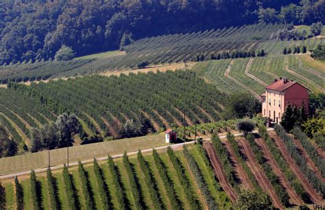 Doc Timorasso E Libarna Bianco Bando Per Nuovi Vigneti Vignaioli