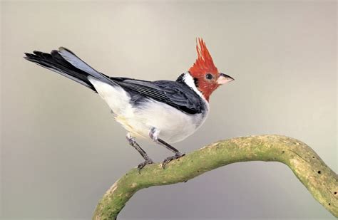 Meet The Red-Crested Cardinal (Photos & Facts)