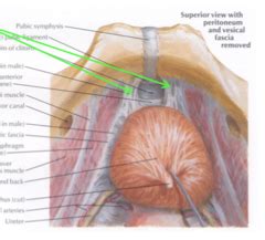 Urinary System Anatomy Flashcards | Quizlet