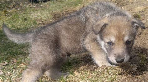 Saarloos Wolfdog Breed Info, History, Temperament, Training, Puppy ...