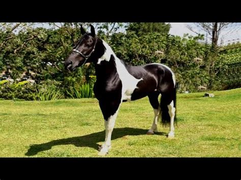 Cavalo Marcha Picada Pampa De Preto Ditador Do Jr Cavalos Cavalo De