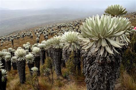 PÁramo Características Flora Y Fauna