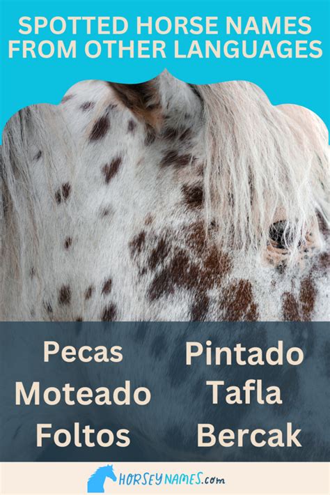 190 Spotted Horse Names With Meanings And Generator