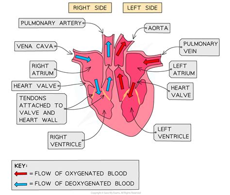 The Heart Aqa Gcse Biology Combined Science Revision Notes