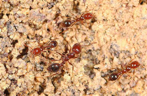 How To Get Rid Of Fire Ants In Your Yard