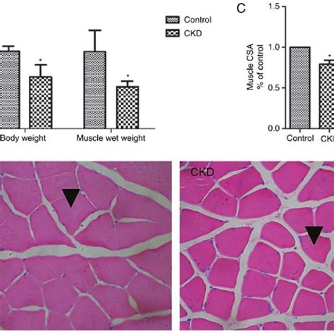 Establishment Of The Rat Model Of Ckd Male Sprague Dawley Rats With