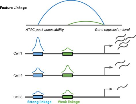 Algorithms For Computation Of Feature Linkages Software Single Cell